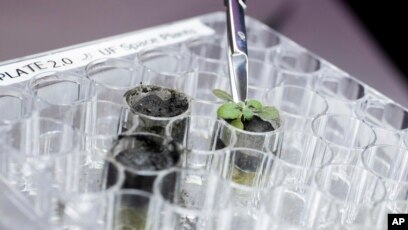 Watch How NASA Biologists Plan to Grow Plants on the Moon