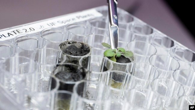In this 2021 photo provided by the University of Florida, Institute of Food and Agricultural Sciences, a researcher harvests a thale cress plant growing in lunar soil, at a laboratory in Gainesville, Fla. (Tyler Jones/UF/IFAS via AP)
