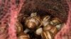 Peternak di Kenya Beralih ke Gastropoda untuk Penghasilan Tambahan