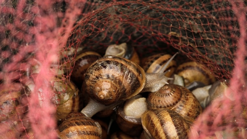 Peternak di Kenya Beralih ke Gastropoda untuk Penghasilan Tambahan