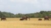 Elephants graze in the in Loango Park on March 15, 2022. - Gabon, an oil-rich former French colony, is putting itself forward as a major advocate for conservation in central Africa, where wildlife has been battered by wars, habitat destruction and the bushmeat trade.