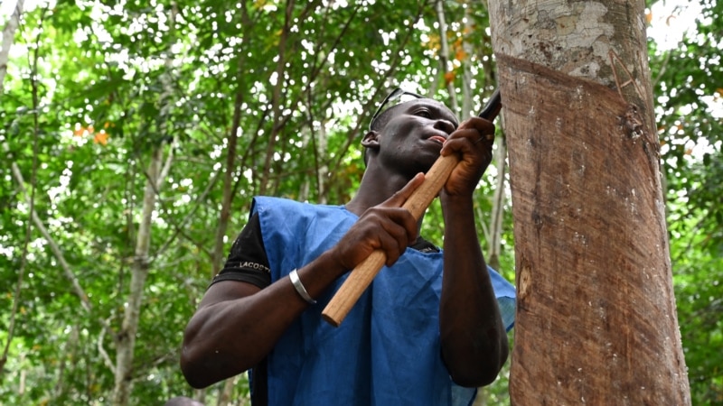 Le caoutchouc, un rempart contre la désertification en Côte d'Ivoire