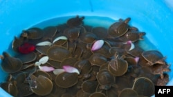This picture from the Wildlife Conservation Society (WCS) shows Cantor's giant softshell turtle hatchlings before they are released into the wild along the Mekong river in Kratie province, May 23, 2022. (Photo by Handout / WILDLIFE CONSERVATION SOCIETY (WCS) CAMBODIA / AFP)