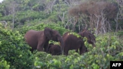 FILE: Elephants graze in the in Loango Park in Gabon, which is putting itself forward as a major advocate for conservation in central Africa, where wildlife has been battered by wars, habitat destruction and the bushmeat trade. Taken 3.15.2022

