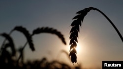 ARHIVA - Struk pšenice na polju u selu Hrebeni, u oblasti Kijeva, Ukajina, 17. jula 2020. (Foto: Reuters/Valentyn Ogirenko)