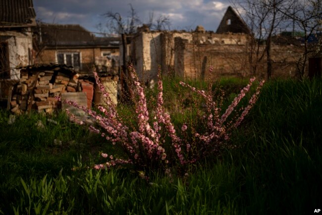 A cherry tree is photographed at Anna Shevchenko's courtyard at her house in Irpin, near Kyiv, on Tuesday, May 3, 2022. (AP Photo/Emilio Morenatti)