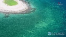 Ավստրալիայում ամառային երկարատև շոգի հետևանքով Մեծ արգելախութի մարջանի 91 տոկոսը վնասվել է սպիտակեցման հետևանքով