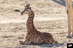 This April 8, 2022, image released by the San Diego Zoo Wildlife Alliance shows Msituni, at the San Diego Zoo Safari Park in Escondido, north of San Diego. (San Diego Zoo Wildlife Alliance via AP)