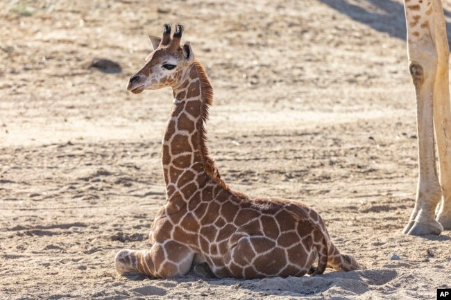 This April 8, 2022, image released by the San Diego Zoo Wildlife Alliance shows Msituni, at the San Diego Zoo Safari Park in Escondido, north of San Diego. (San Diego Zoo Wildlife Alliance via AP)