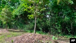 This May 18, 2022, image shows "volcano mulching" applied around a young dogwood tree in Greenvale, N.Y. The practice is detrimental to trees and often results in their slow death. (Jessica Damiano via AP)