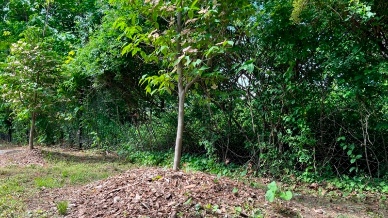 Avoid These Five Gardening Mistakes