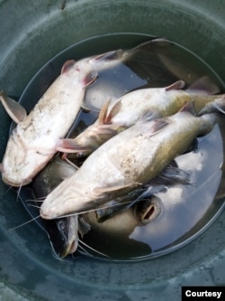 Ikan dari Sungai Surabaya yang dikumpulkan warga setelah ditemukan mengambang, Senin (23 Mei 2020) (foto ECOTON)