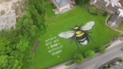 Drone Shows Giant Bee Mural on World Bee Day 