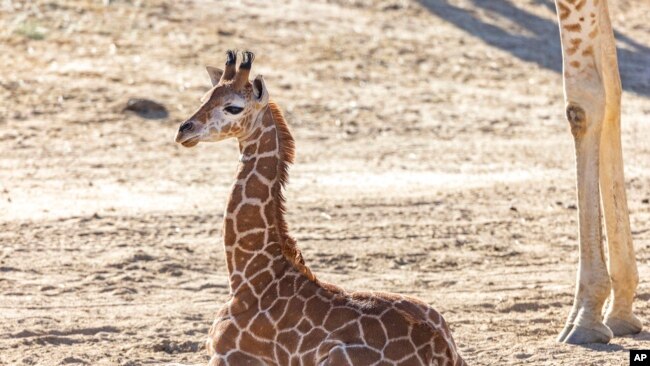 FILE - This April 8, 2022, image from the San Diego Zoo Wildlife Alliance shows Msituni, a baby giraffe with a disorder that caused her legs to bend the wrong way, at the San Diego Zoo Safari Park in Escondido, north of San Diego.