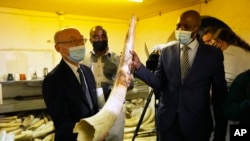 Japanese Ambassador to Zimbabwe Satosh Tanaka, left, and Tinashe Farawo, Zimbabwe National Parks spokesperson, right, hold an elephant tusk during a tour of the ivory stockpiles in Harare, Monday, May, 16, 2022. (AP Photo/Tsvangirayi Mukwazhi)