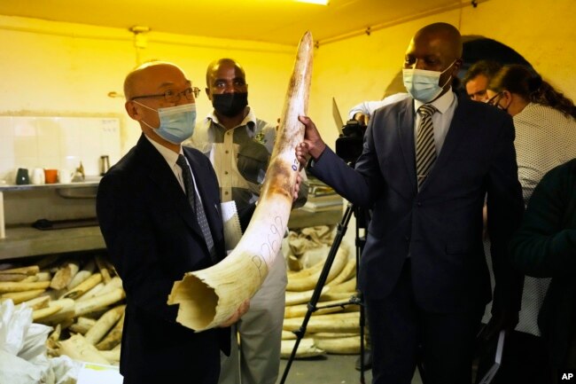 Japanese Ambassador to Zimbabwe Satosh Tanaka, left, and Tinashe Farawo, Zimbabwe National Parks spokesperson, right, hold an elephant tusk during a tour of the ivory stockpiles in Harare, Monday, May, 16, 2022. (AP Photo/Tsvangirayi Mukwazhi)