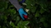 A woman picks a strawberry in Ayamonte, Huelva, on May 20, 2022.
