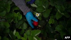 A woman picks a strawberry in Ayamonte, Huelva, on May 20, 2022.