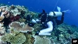 Great Barrier Reef di Australia, dikhawatirkan akan terdampak oleh pengeboran gas di Pantai Barat Australia (foto: dok).