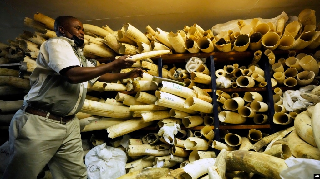 A Zimbabwe National Parks official inspects some of the elephant tusks during a tour of ivory stockpiles, in Harare, Monday, May, 16, 2022. (AP Photo/Tsvangirayi Mukwazhi)