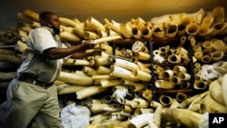 A Zimbabwe National Parks official inspects some of the elephant tusks during a tour of ivory stockpiles, in Harare, Monday, May, 16, 2022. (AP Photo/Tsvangirayi Mukwazhi)