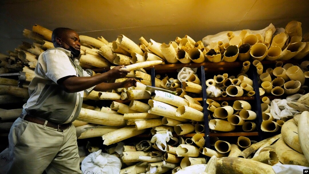 Seorang petugas Taman Nasional Zimbabwe tampak memeriksa kondisi gading gajah dalam sebuah kunjungan melihat stok gading di Harare, pada 16 Mei 2022. (Foto: AP/Tsvangirayi Mukwazhi)