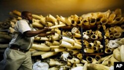 A Zimbabwe National Parks official inspects some of the elephant tusks during a tour of ivory stockpiles, in Harare, Monday, May, 16, 2022. (AP Photo/Tsvangirayi Mukwazhi)