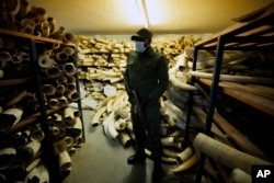 An armed Zimbabwe National Parks ranger guards some of the elephant tusks during a tour of the ivory stockpiles in Harare, Monday, May, 16, 2022. (AP Photo/Tsvangirayi Mukwazhi)