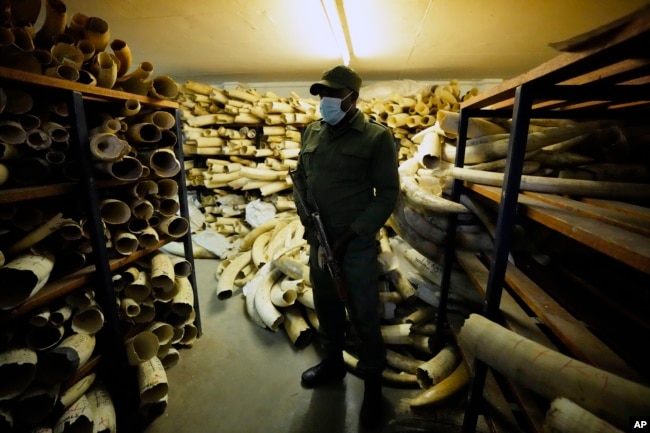 An armed Zimbabwe National Parks ranger guards some of the elephant tusks during a tour of the ivory stockpiles in Harare, Monday, May, 16, 2022. (AP Photo/Tsvangirayi Mukwazhi)
