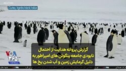 گزارش پروانه هدایت از احتمال نابودی جامعه پنگوئن های امپراطور به دلیل گرمایش زمین و آبشدن یخ ها