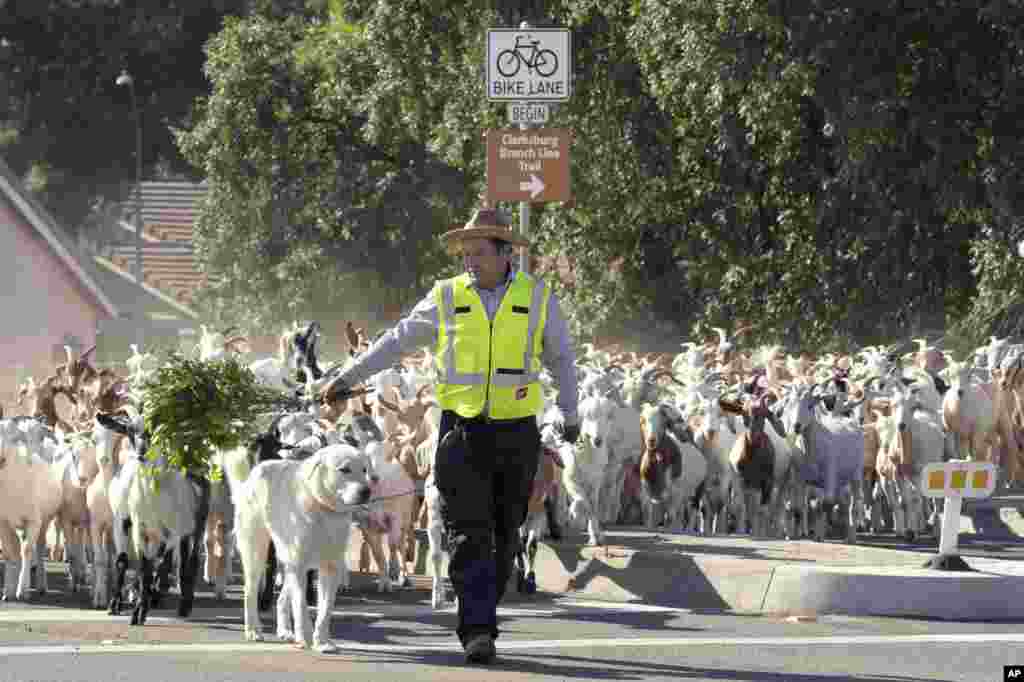 Henry Ambrosio leads a herd of goats across Jefferson Boulevard to a new field to graze on in West Sacramento, California, May 23, 2022.&nbsp;The city hired Blue Tent Farms, of Red Bluff, to bring their goats to graze along the Barge Canal and Clarksburg Branch Line Trail to reduce the potential fire hazard in the area.