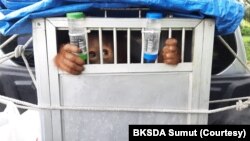 Orang utan Sumatra berusia 3 tahun yang ditranslokasi dari Jawa Barat ke Sumatra Utara. Selasa 31 Mei 2022. (Courtesy: BBKSDA Sumut)