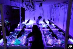 Marine biologist Colin Foord, rear, and musician J.D. McKay work at their Coral Morphologic lab, Wednesday, March 2, 2022, in Miami. They have been on a 15-year mission to raise awareness about dying coral reefs with a company that presents the issue through science and art. (AP Photo/Lynne Sladky)