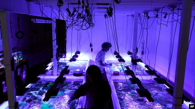 Marine biologist Colin Foord, rear, and musician J.D. McKay work at their Coral Morphologic lab, Wednesday, March 2, 2022, in Miami. They have been on a 15-year mission to raise awareness about dying coral reefs with a company that presents the issue through science and art. (AP Photo/Lynne Sladky)