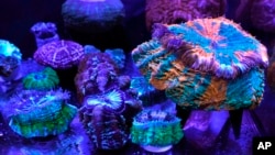 Fluorescent and fleshy solitary stony corals are on display at the Coral Morphologic lab, Wednesday, March 2, 2022, in Miami. Coral Morphologic was founded by marine biologist Colin Foord and musician J.D. McKay to raise awareness about dying coral reefs. (AP Photo/Lynne Sladky)