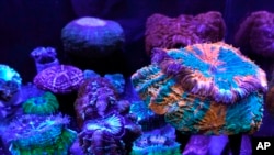 APTOPIX Climate Coral Reef Awareness