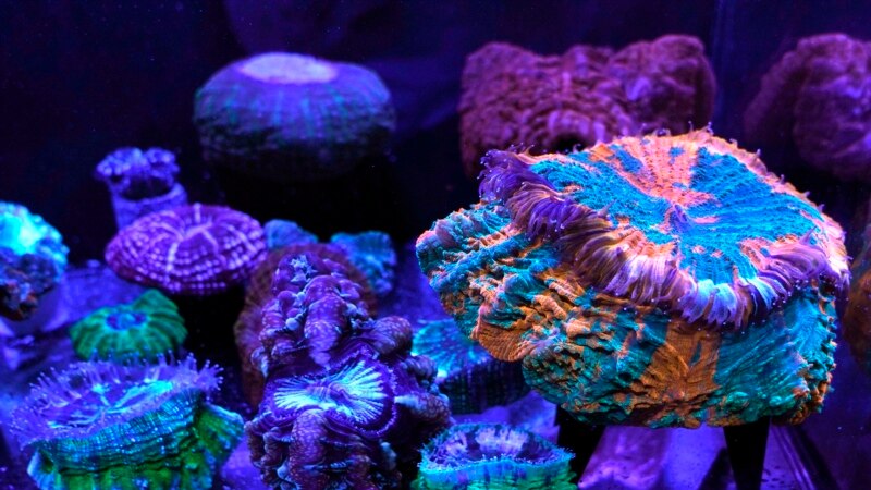 Sea Life Stars in Video by Miami Business