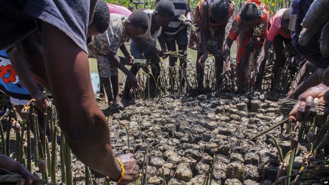 People plant mangroves during a community exercise to restore their habitat in Mtwapa, on the Indian Ocean coast of Kenya, April 13, 2022.