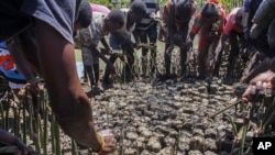 People plant mangroves during a community exercise to restore their habitat in Mtwapa, on the Indian Ocean coast of Kenya, April 13, 2022.