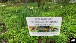 A front yard in Westchester County, N.Y., pictured on May 4, 2022, has been converted from lawn to pollinator-friendly, native plants.