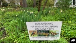 A front yard in Westchester County, N.Y., pictured on May 4, 2022, has been converted from lawn to pollinator-friendly, native plants. 