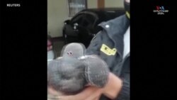 Պերուի ոստիկանության իշխանությունները բռնել են մի աղավնի, որը մաքսանենգորեն կանեփ էր տեղափոխում Պերուի բանտ.