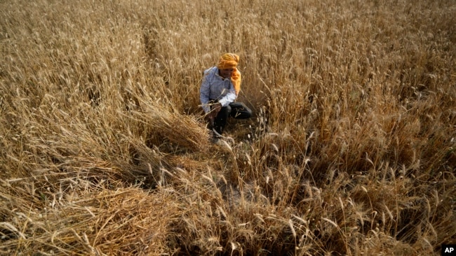 FILE - A farmer harvests wheat on the outskirts of Jammu, India, April 28, 2022.