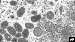 FILE - This 2003 electron microscope image made available by the Centers for Disease Control and Prevention shows mature, oval-shaped monkeypox virions, left, and spherical immature virions, right.