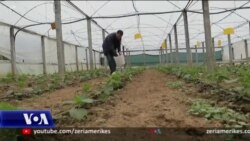 Shqipëri, fermerët përdorin mbetjet e kafesë në vend të plehrave kimikë 