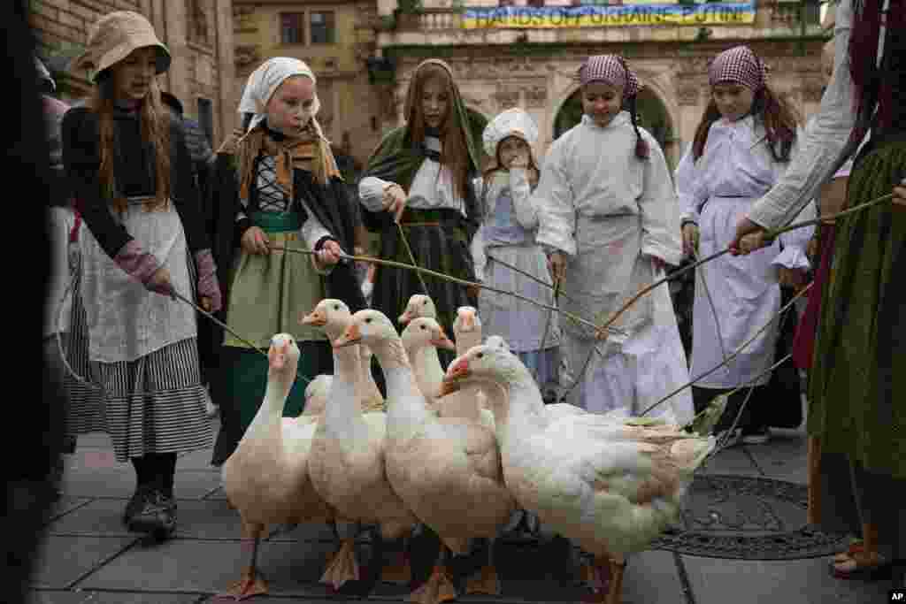 Anak-anak perempuan memimpin sekelompok angsa selama prosesi Hari Saint Martin di Praha, Republik Ceko. Hari Saint Martin menandai akhir musim panen serta awal musim dingin.