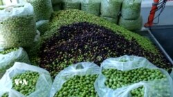 بەرهەمی زەیتوون لە هەرێمی کوردستان کەمی کردووە