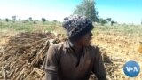 🇲🇱Mali Koronfe Dani kelaw Hali ni lakanako gɛlɛn don Dogon jamana kɔnɔ