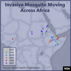 The invasive Anopheles stephensi mosquito has been moving across Africa in recent years.