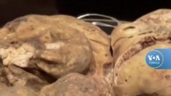 950 Gram Trüf Mantarı 184 Bin Euro’ya Satıldı
